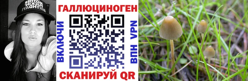 где купить наркоту Дмитров Галлюциногенные грибы Magic Shrooms